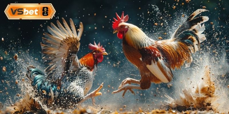 Ưu điểm độc quyền tạo nên thương hiệu đá gà 